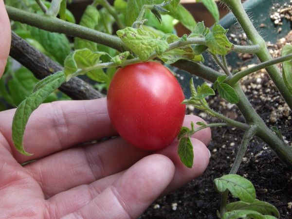 Lauerer ripe indoors April 18 2011 photo LauererRipe.jpg